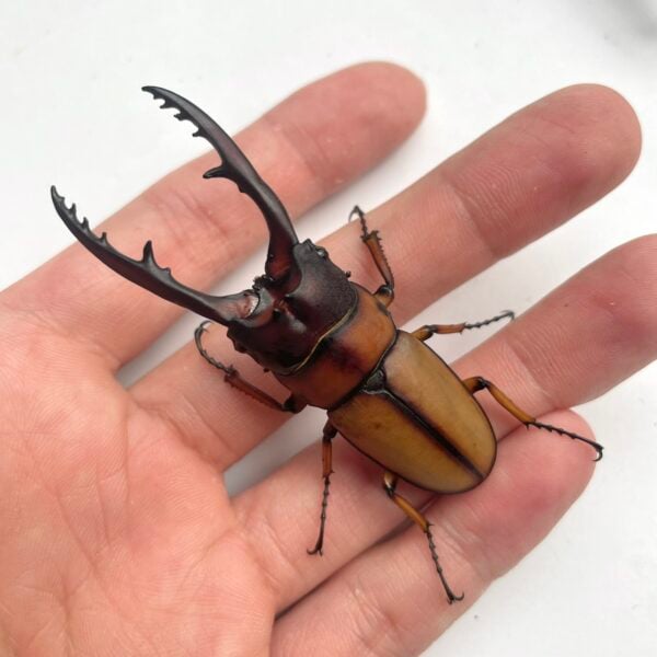 兩點赤鍬形蟲（新北.三峽產.黑頭牙）♂63.5mm 成對