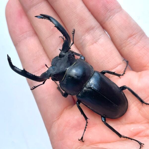 台灣鹿角鍬形蟲（桃園.復興鄉）♂56.5mm 成對