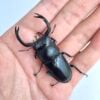 台灣鹿角鍬形蟲（桃園.復興鄉）♂54mm 成對