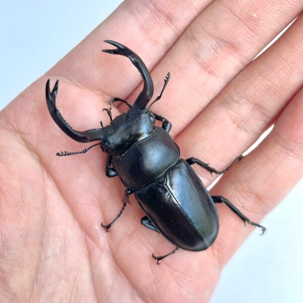 台灣鹿角鍬形蟲（桃園.復興鄉）♂54mm 成對