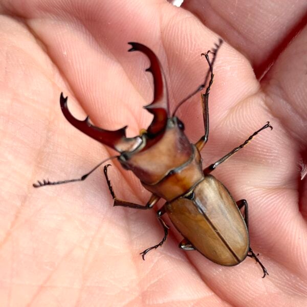 細身赤鍬形蟲（桃園.復興鄉）♂34mm 對蟲