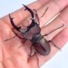 姬深山鍬形蟲（桃園.復興產）♂52mm 成對