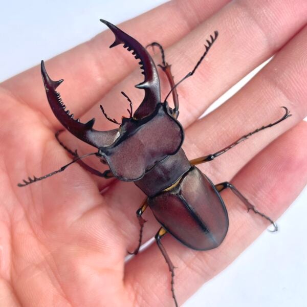 姬深山鍬形蟲（桃園.復興產）♂52mm 成對