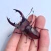 姬深山鍬形蟲（桃園.復興產）♂51mm 成對