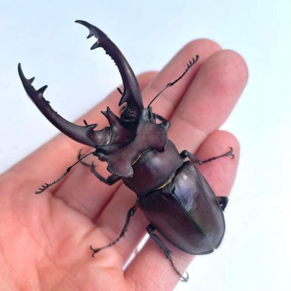 台灣深山鍬形蟲（桃園.復興產）♂74mm 成對