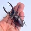 台灣深山鍬形蟲（桃園.復興產）♂72.5mm 成對