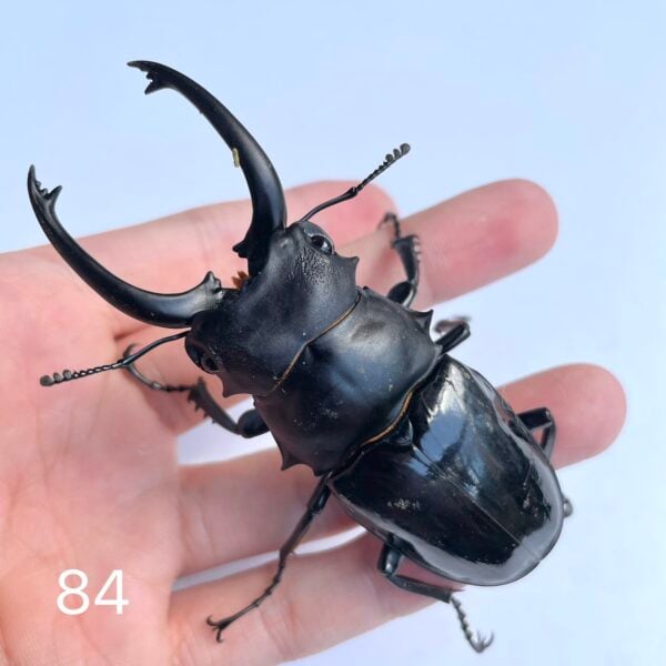 台灣鬼豔鍬形蟲（桃園.復興鄉）♂84mm 對蟲