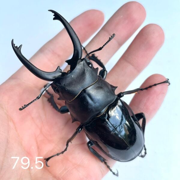 台灣鬼豔鍬形蟲（桃園.復興鄉）♂79.5mm , ♂74mm單公