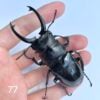 台灣鬼豔鍬形蟲（桃園.復興鄉）♂77mm , ♂71mm單公
