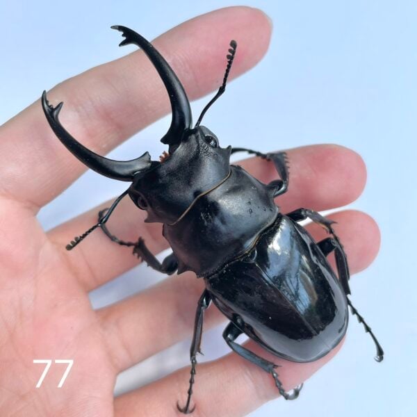 台灣鬼豔鍬形蟲（桃園.復興鄉）♂77mm , ♂71mm單公