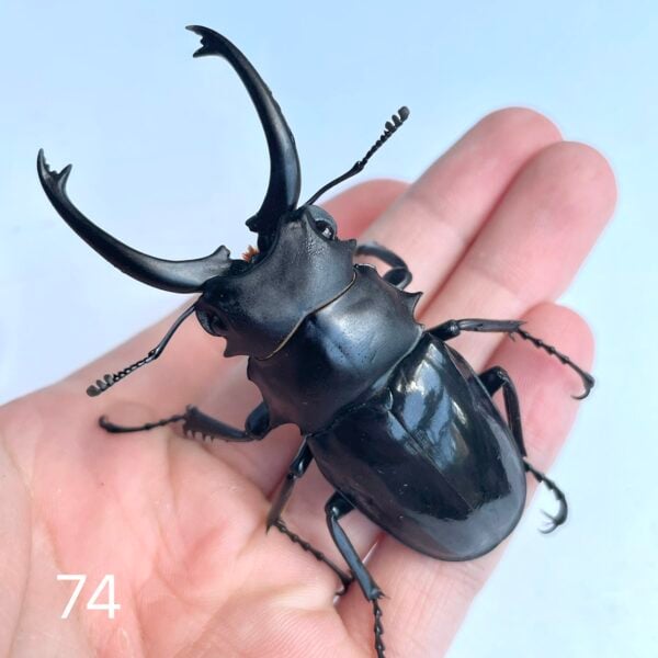 台灣鬼豔鍬形蟲（桃園.復興鄉）♂79.5mm , ♂74mm單公