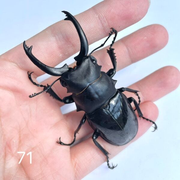 台灣鬼豔鍬形蟲（桃園.復興鄉）♂77mm , ♂71mm單公