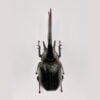 海神大兜蟲 親代♂138mm♀68mm L2成對