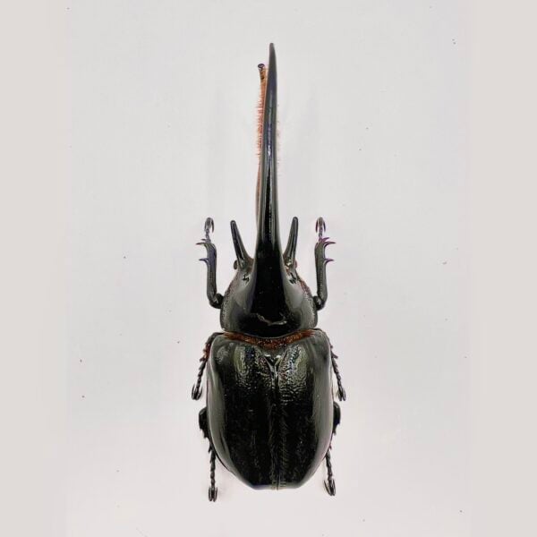 海神大兜蟲 親代♂138mm♀68mm L2成對