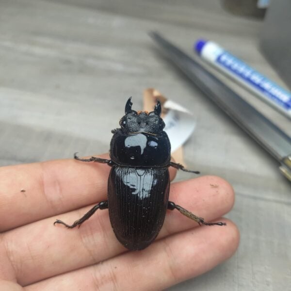 中國大鍬形蟲♀46mm單母