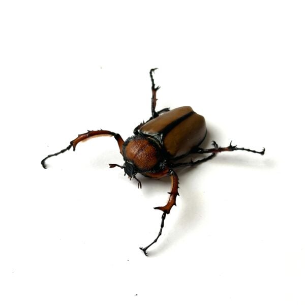 大衛長臂金龜 ♂36mm 成對
