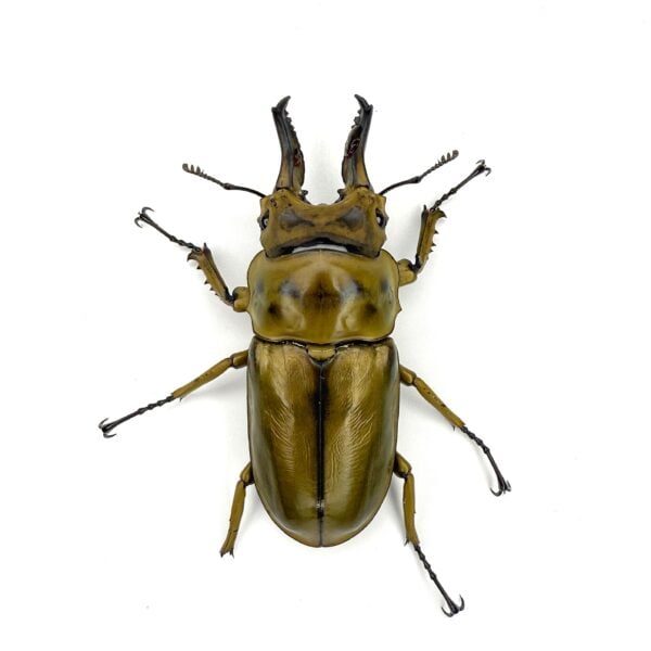 羅森伯基黃金鬼鍬形蟲 ♂65mm 成對