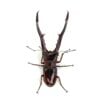 美他利佛細身赤鍬形蟲 CMF ♂81mm 成對 A組