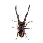 美他利佛細身赤鍬形蟲 CMF ♂81mm 成對 A組
