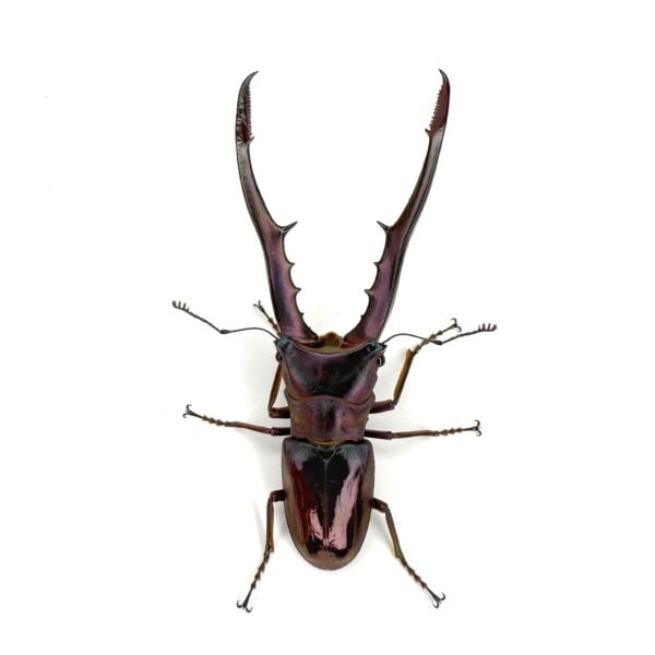 美他利佛細身赤鍬形蟲 CMF ♂81mm 成對 A組