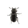 美他利佛細身赤鍬形蟲 CMF ♂81mm 成對 A組