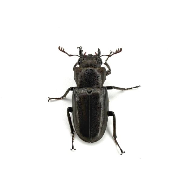 美他利佛細身赤鍬形蟲 CMF ♂81mm 成對 A組