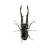 美他利佛細身赤鍬形蟲 CMF ♂81mm 成對 B組