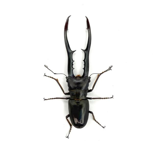 美他利佛細身赤鍬形蟲 CMF ♂81mm 成對 B組