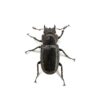 美他利佛細身赤鍬形蟲 CMF ♂81mm 成對 B組