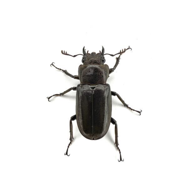 美他利佛細身赤鍬形蟲 CMF ♂81mm 成對 B組