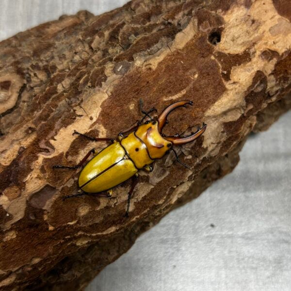 馬來三點鋸♂37mm 成對