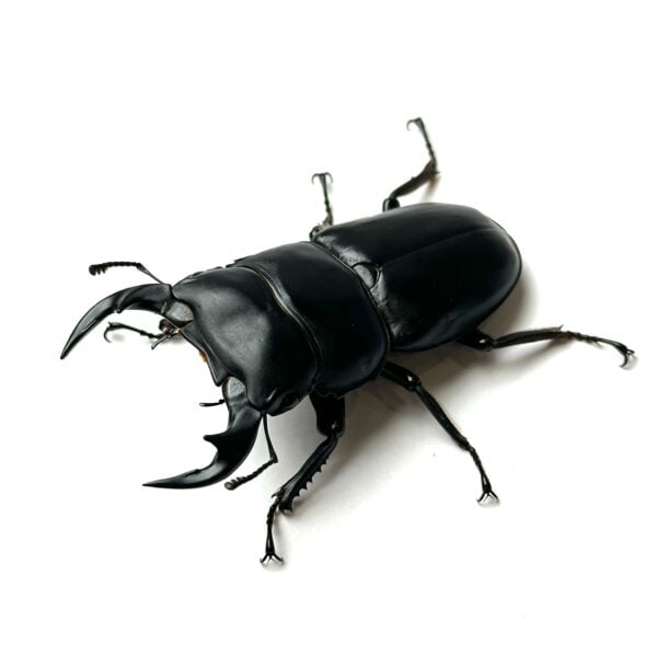 上亟氏大鍬形蟲 ♂68mm 成對