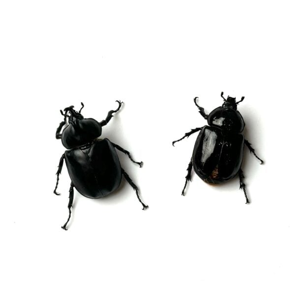大衛獨角仙 ♂34mm 成對
