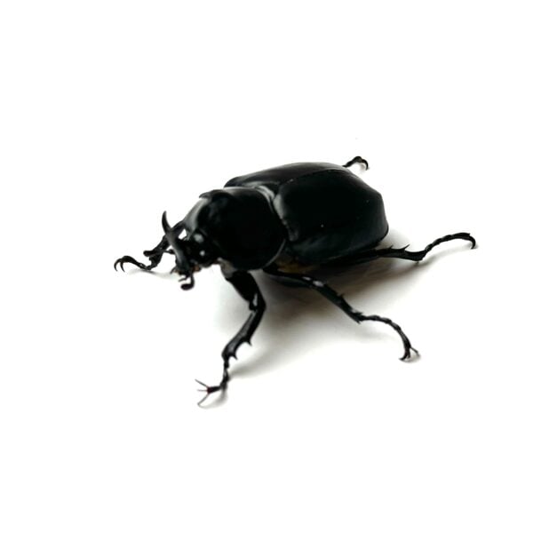 大衛獨角仙 ♂34mm 成對