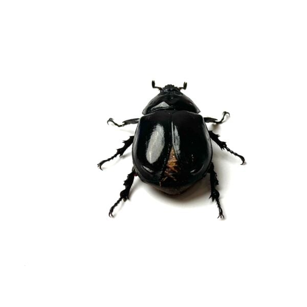 大衛獨角仙 ♂34mm 成對