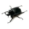 大衛獨角仙 ♂41mm 成對