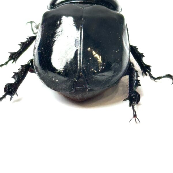 大衛獨角仙 ♂41mm 成對