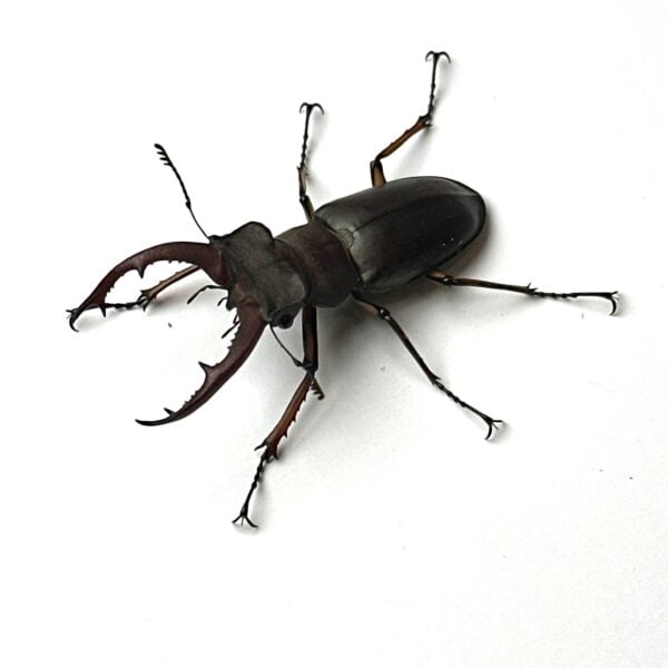 寬叉深山鍬形蟲 ♂49mm 成對