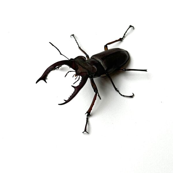 寬叉深山鍬形蟲 ♂52mm 成對