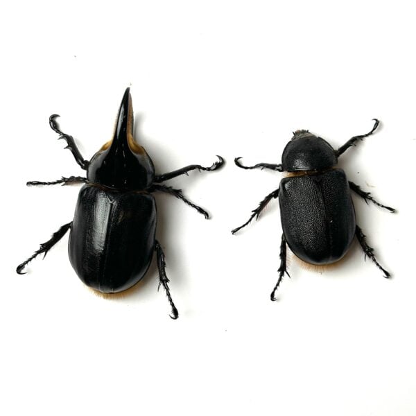 撒旦大兜蟲 ♂78mm 成對