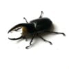 撒旦大兜蟲 ♂93mm 成對