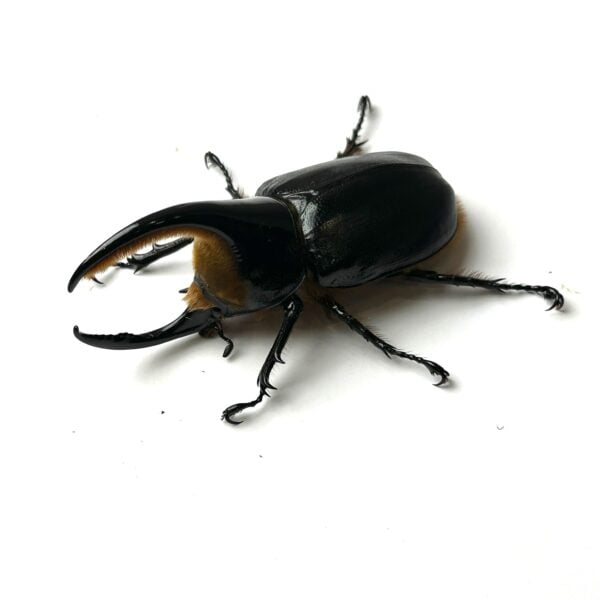 撒旦大兜蟲 ♂93mm 成對