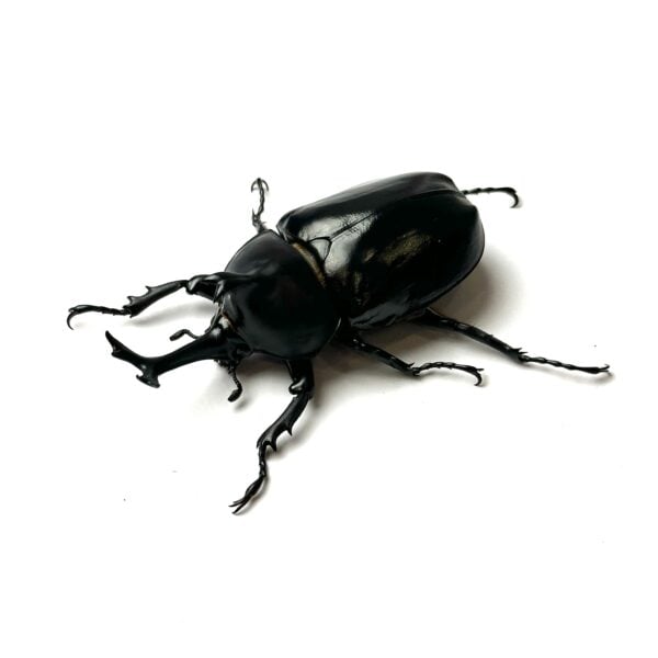 泰國獨角仙 ♂66mm 成對