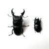 版納扁鍬形蟲 ♂75mm 成對