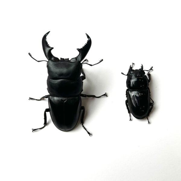 版納扁鍬形蟲 ♂75mm 成對