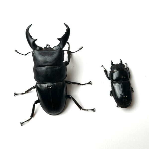版納扁鍬形蟲 ♂76mm 成對