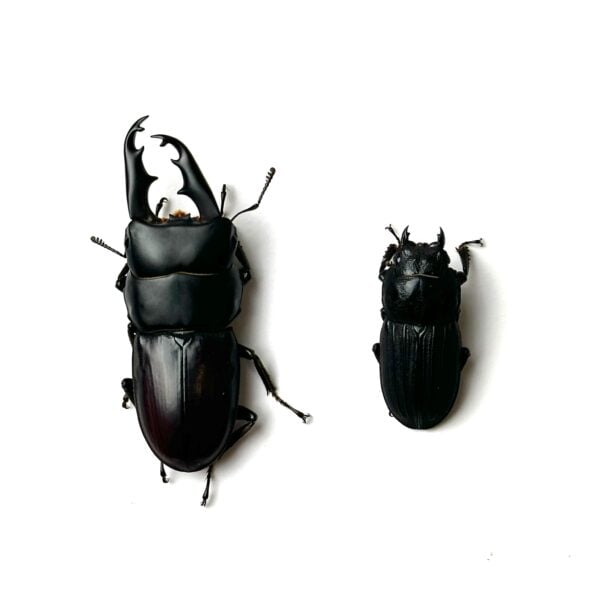 白馬崗大鍬形蟲 ♂48mm 成對