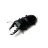 白馬崗大鍬形蟲 ♂48mm 成對