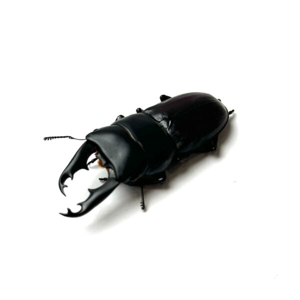 白馬崗大鍬形蟲 ♂48mm 成對