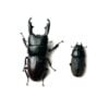 白馬崗大鍬形蟲 ♂54mm 成對